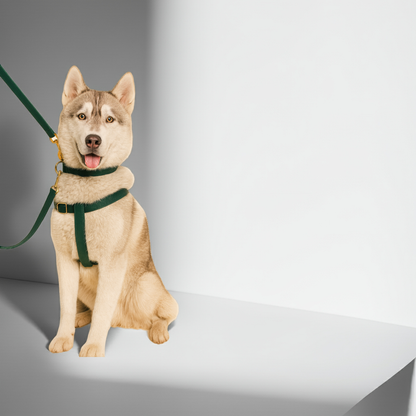 no-pull adjustable dog harness — eco-conscious materials — Whisknest